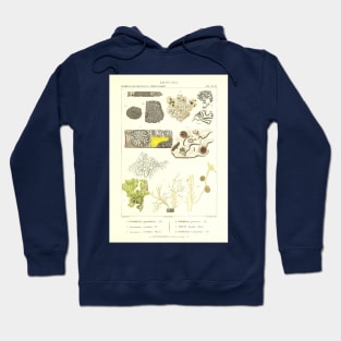 Lichen  - Essai sur les cryptogames - Botanical Illustration Hoodie